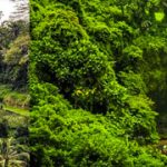 Tegalalang Rice Terrace, Bali Swing & Tegenungan Waterfall