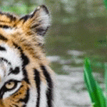 Bali Safari and Marine Park – Dragon Package