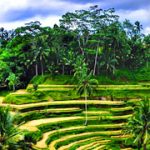 Tegalalang Rice Terrace, Bali Swing & Tanah Lot Temple